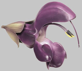 Salvia Pratensis